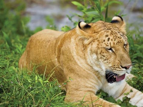 Liger .